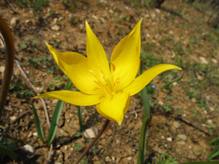 Tulipa sylvestris